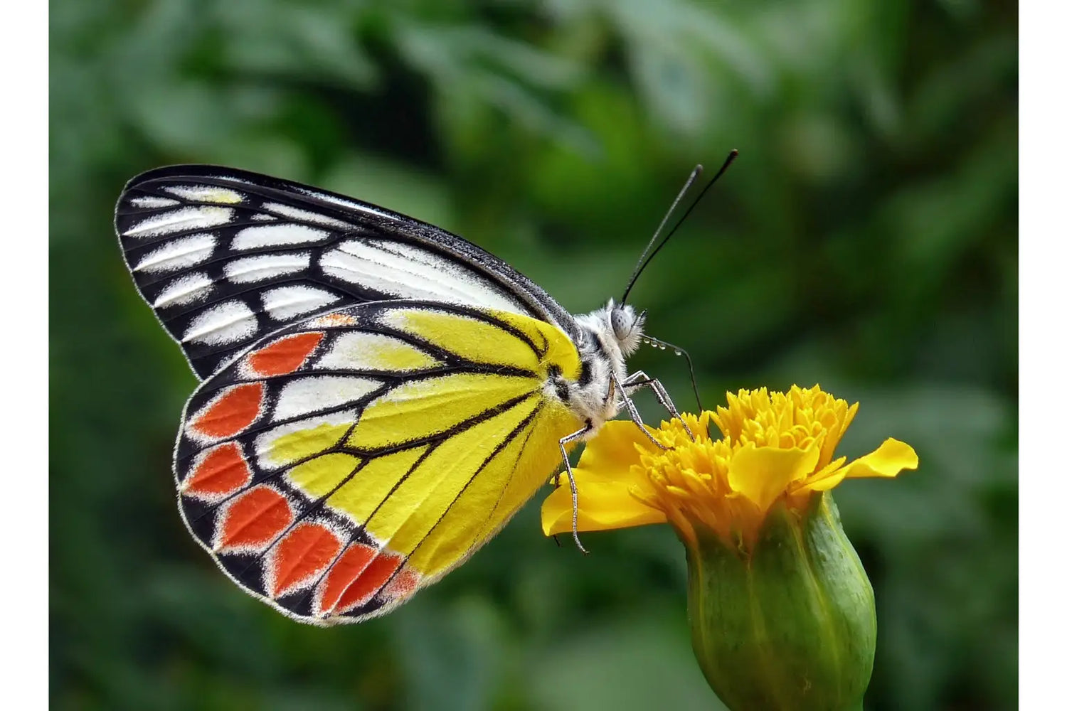 Butterflies