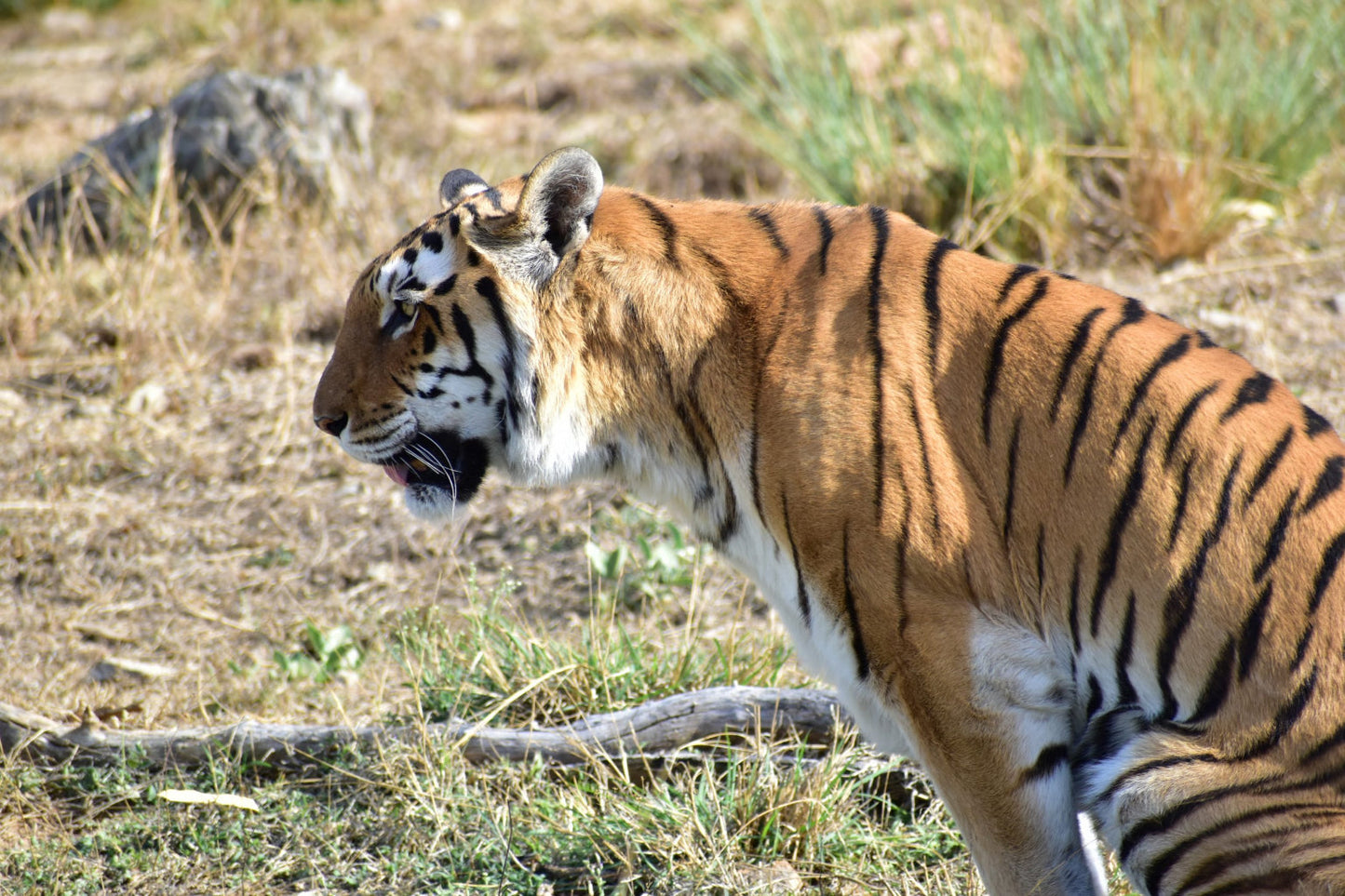 Animal Bengal Tiger Wildlife Canvas Art Wall Picture Or Gloss Print