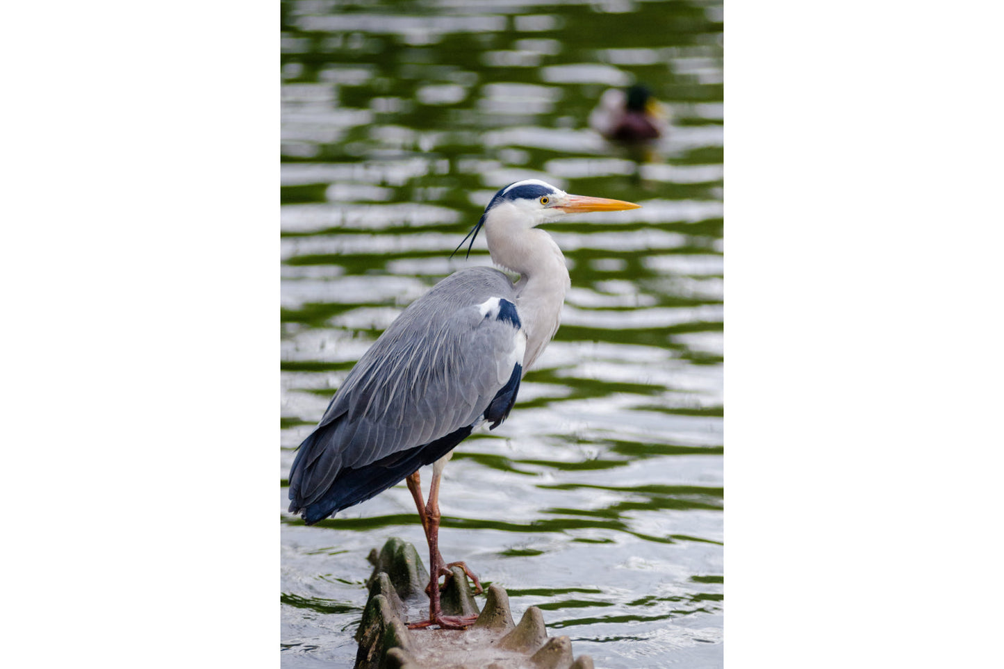 Animal Bird Heron Canvas Art Wall Picture Or Gloss Print