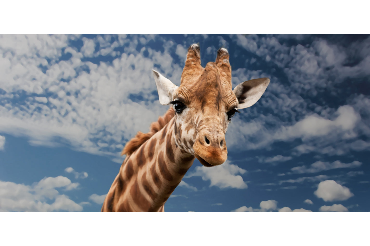 Animal Giraffe Blue Cloudy Sky Wildlife Canvas Art Wall Picture Or Gloss Print