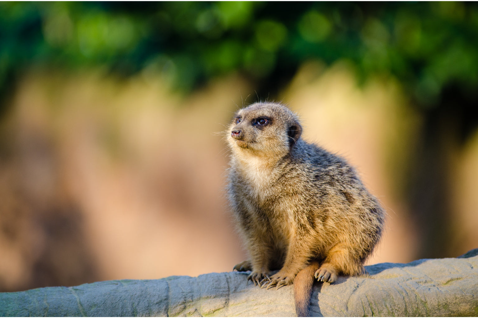 Animal Meerkat Wildlife Canvas Art Wall Picture Or Gloss Print