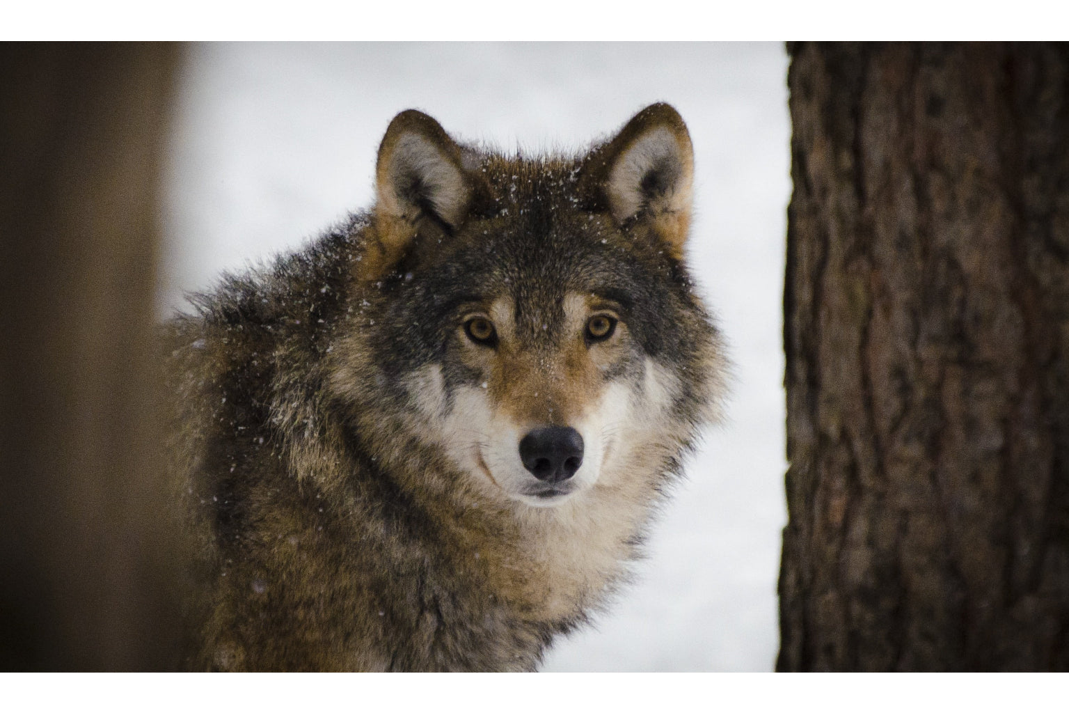 Animal Wolf Wildlife Canvas Art Wall Picture Or Gloss Print