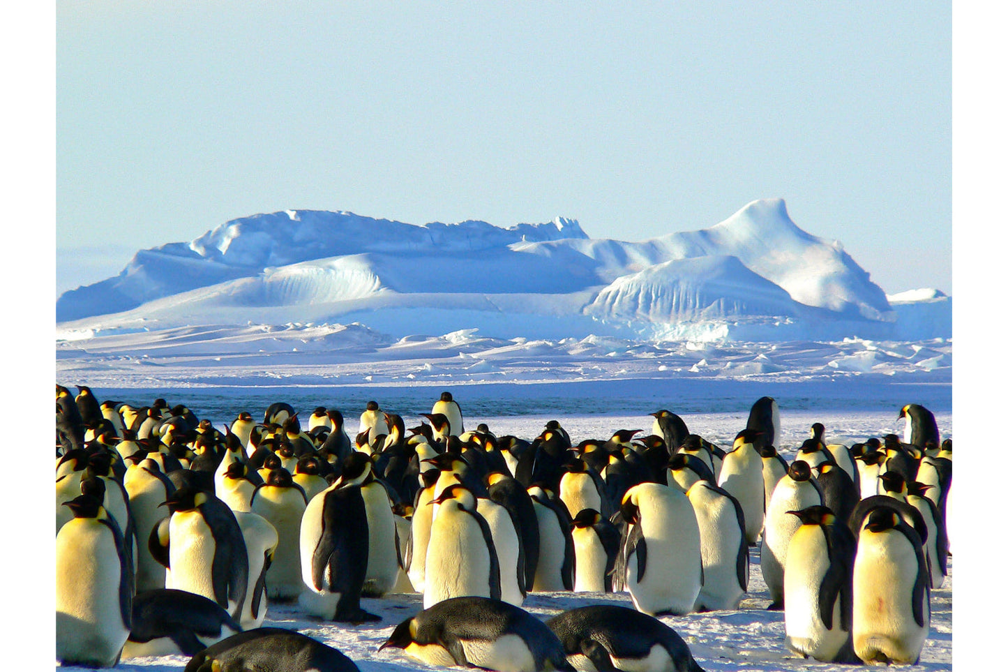 Antarctic Penguins Ice Snow Animal Wildlife Canvas Art Wall Picture Or Gloss Print