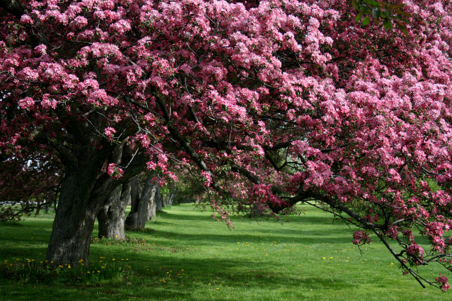 Apple Tree Blossom Pink Purple Trees Canvas Art Wall Picture Or Gloss Print