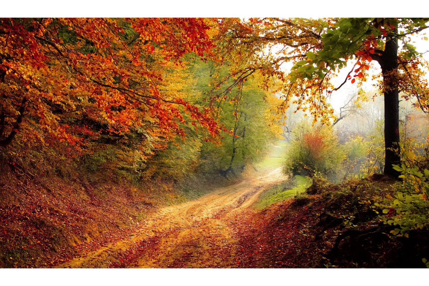 Autumn Forest Trees Orange Red Green Woods Canvas Art Wall Picture Or Gloss Print