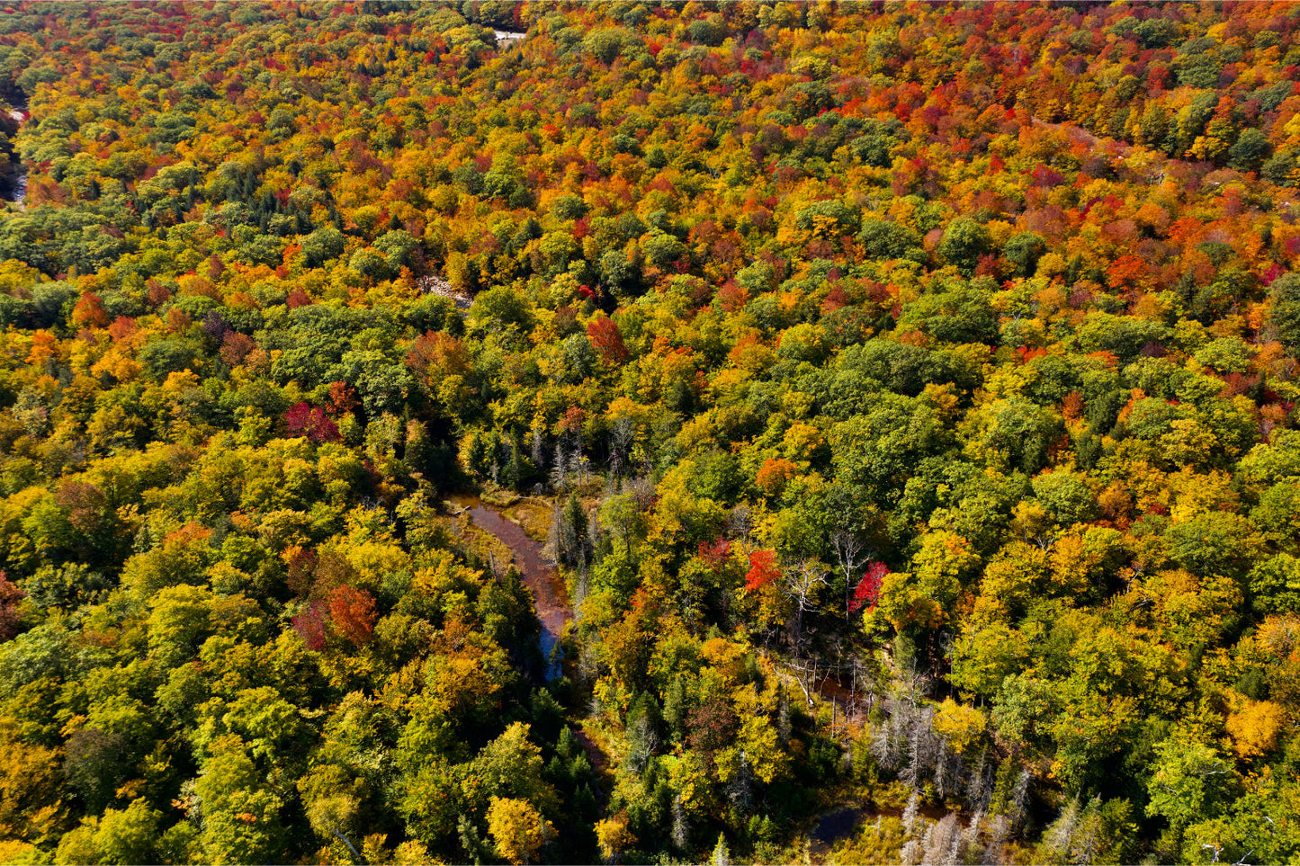 Autumn Green Orange Trees Woods Forest Landscape Canvas Art Wall Picture Or Gloss Print