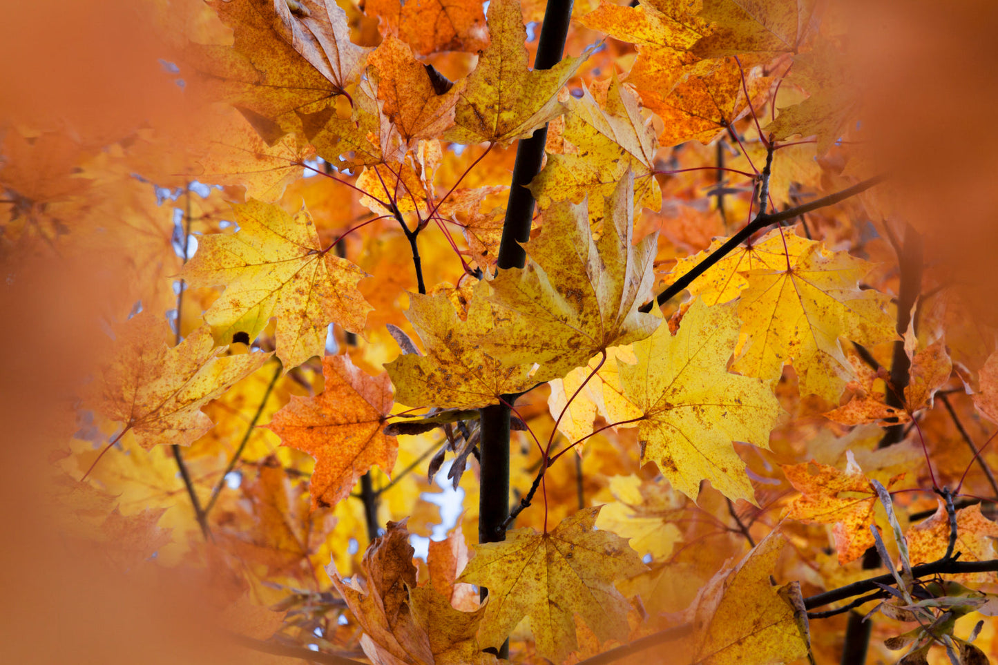 Autumn Leaves Trees Yellow Orange Canvas Art Wall Picture Or Gloss Print