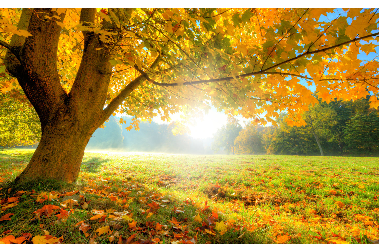 Autumn Tree Landscape Sunshine Woods Canvas Art Wall Picture Or Gloss Print