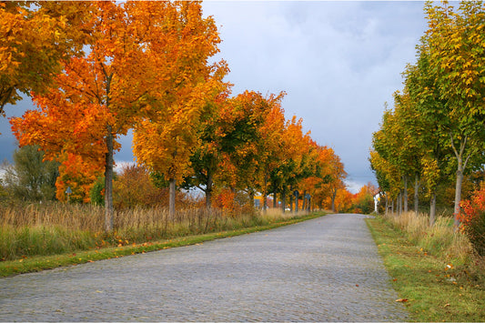 Autumn Tree Lane Landscape Canvas Art Wall Picture Or Gloss Print