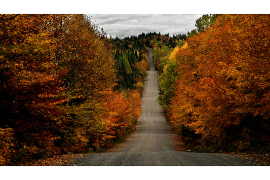 Autumn Tree Lane Landscape Orange Green Canvas Art Wall Picture Or Gloss Print