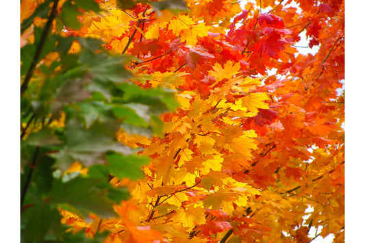 Autumn Tree Leaves Red Orange Green Canvas Art Wall Picture Or Gloss Print