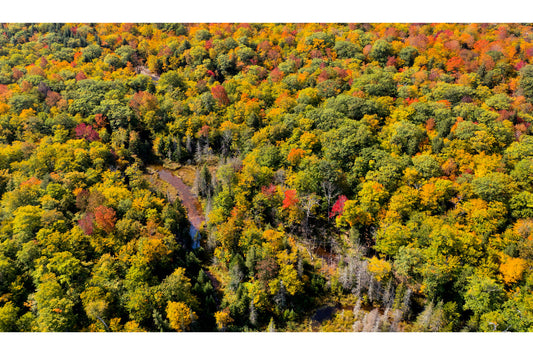 Autumn Trees Orange Green Forest Woods Landscape Canvas Art Wall Picture Or Gloss Print