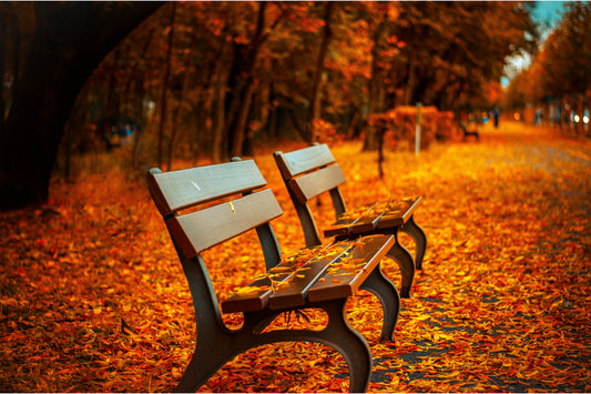 Autumn Woods Trees Bench Landscape Canvas Art Wall Picture Or Gloss Print