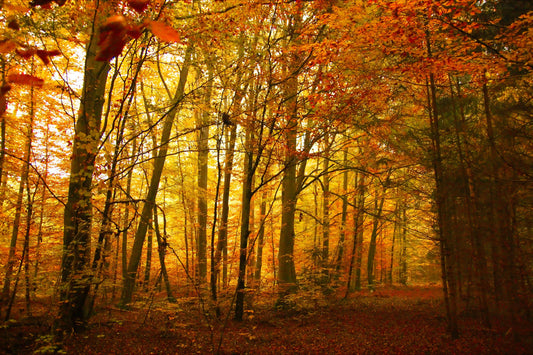 Autumn Woods Trees Forest Landscape Canvas Art Wall Picture Or Gloss Print