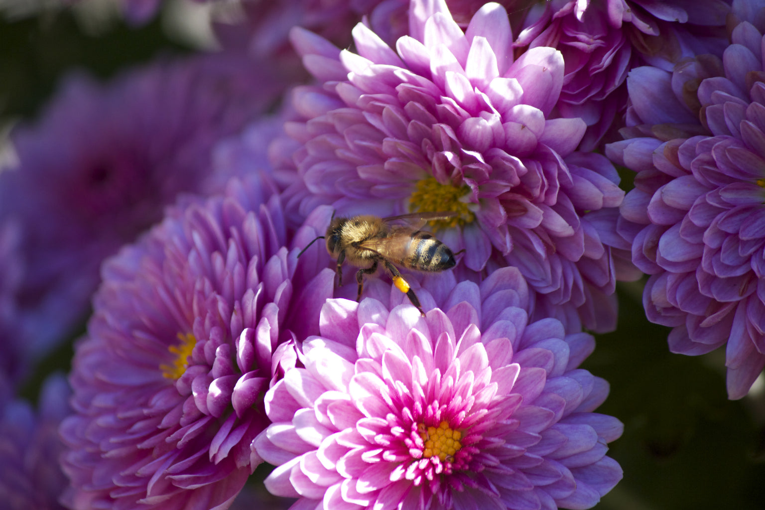 Bee On Purple Flower Flowers Wildlife Canvas Art Wall Picture Or Gloss Print