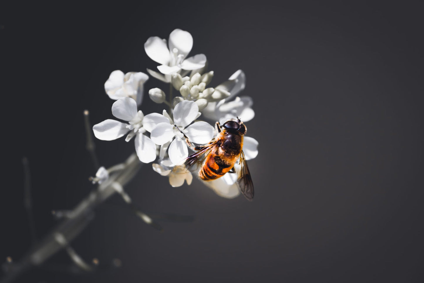 Bee On White Flower Grey Canvas Art Wall Picture Or Gloss Print