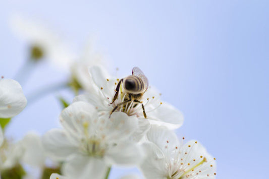 Bee White Flower Blue Sky Wildlife Flowers Canvas Art Wall Picture Or Gloss Print