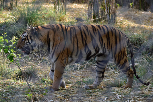 Bengal Tiger Animal Wildlife Canvas Art Wall Picture Or Gloss Print