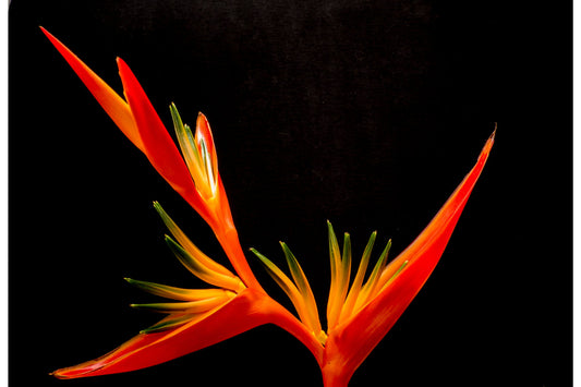 Bird Of Paradise Flower Black Orange Canvas Art Wall Picture Or Gloss Print