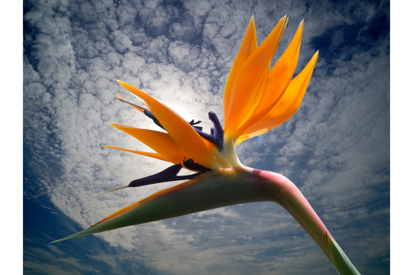 Bird Of Paradise Orange Flower Sky Canvas Art Wall Picture Or Gloss Print