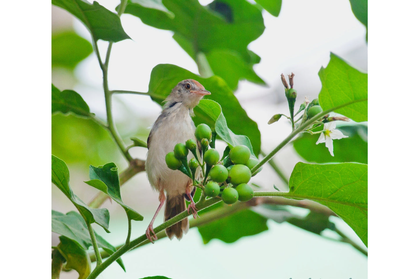 Bird On Green Tree Branch Birds Wildlife Canvas Art Wall Picture Or Gloss Print