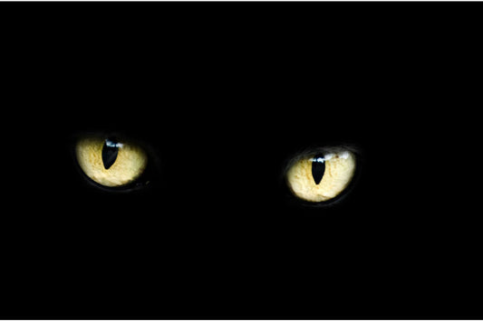 Black Cat Eyes Animal Canvas Art Wall Picture Or Gloss Print