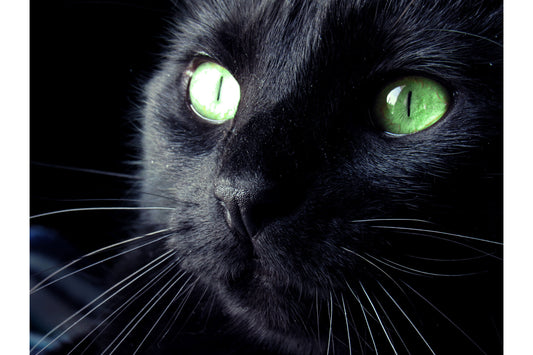 Black Cat Green Eyes Animal Canvas Art Wall Picture Or Gloss Print