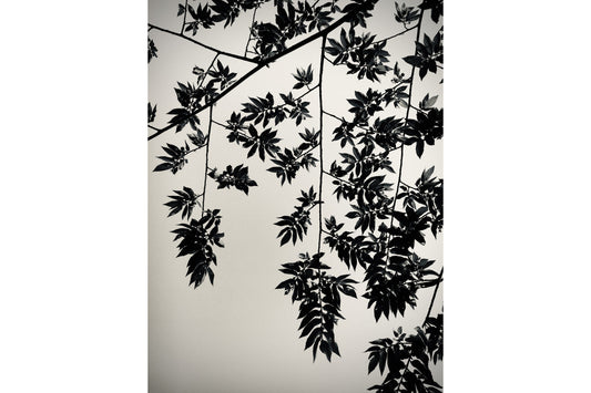 Black Grey White Tree Leaves Abstract Canvas Art Wall Picture Or Gloss Print