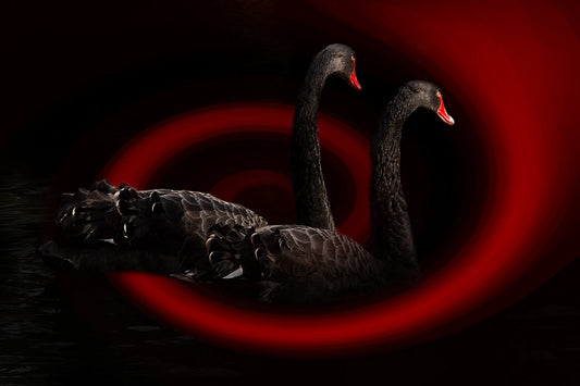 Black Swans Red Abstrat Bird Animal Canvas Art Wall Picture Or Gloss Print