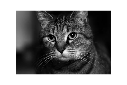 Black White Animal Cat Canvas Art Wall Picture Or Gloss Print