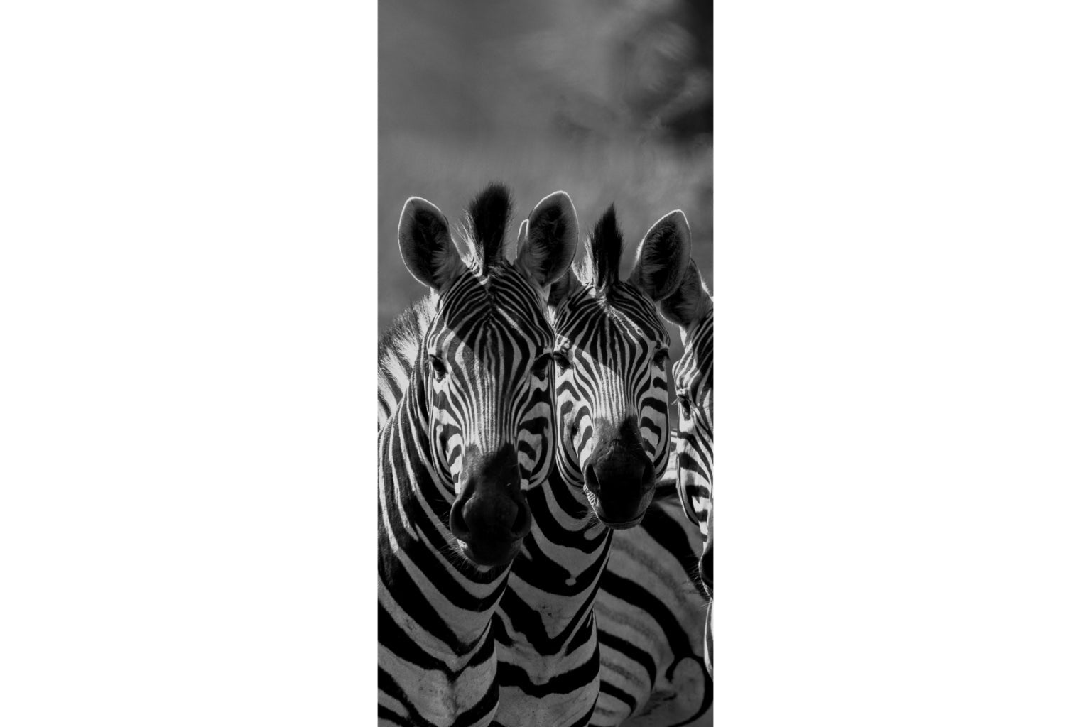 Black White Animals Zebras Wildlife Canvas Art Wall Picture Or Gloss Print