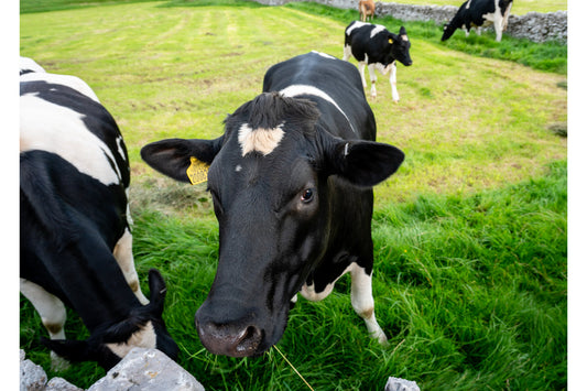 Black White Cows Wildlife Farm Animal Canvas Art Wall Picture Or Gloss Print