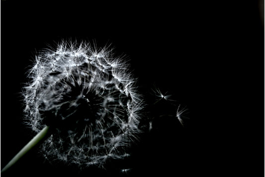 Black White Dandelion Flower Canvas Art Wall Picture Or Gloss Print