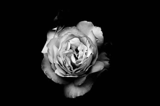 Black White Flower Detail Grey Canvas Art Wall Picture Or Gloss Print