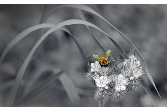 Black White Flowr Bee Insect Canvas Art Wall Picture Or Gloss Print