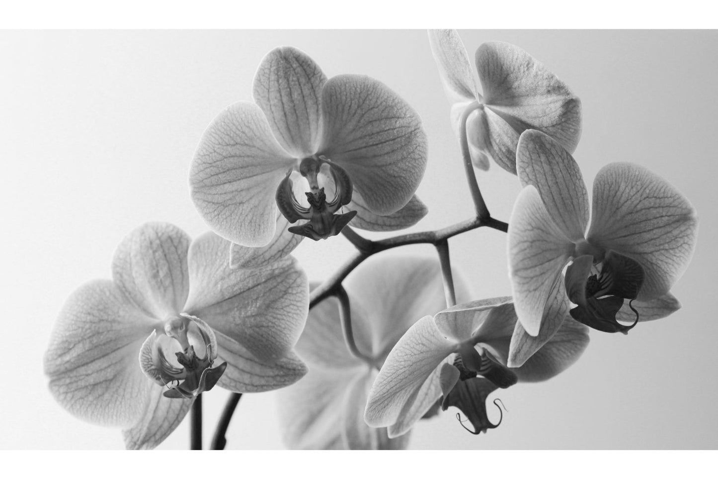 Black White Grey Flowers Flower Canvas Art Wall Picture Or Gloss Print