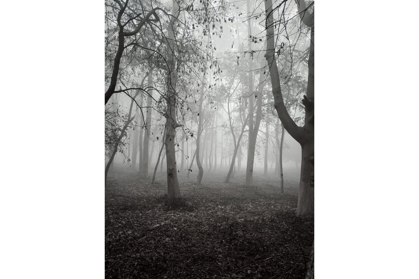 Black White Grey Forest Woods Trees Canvas Art Wall Picture Or Gloss Print