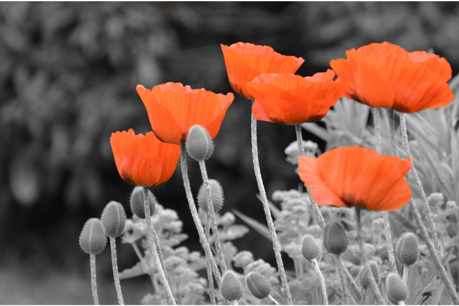 Black White Grey Orange Poppy Flowers Canvas Art Wall Picture Or Gloss Print