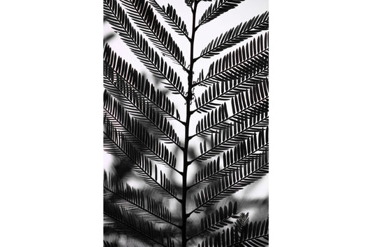 Black White Grey Plant Leaf Canvas Art Wall Picture Or Gloss Print