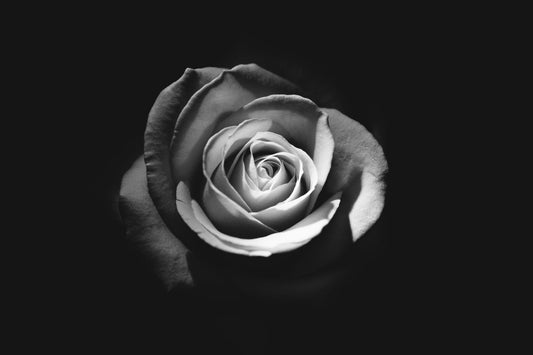 Black White Grey Rose Flower Canvas Art Wall Picture Or Gloss Print