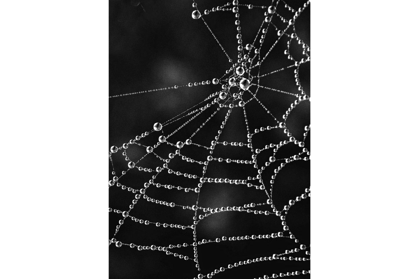 Black White Grey Spider Web Canvas Art Wall Picture Or Gloss Print