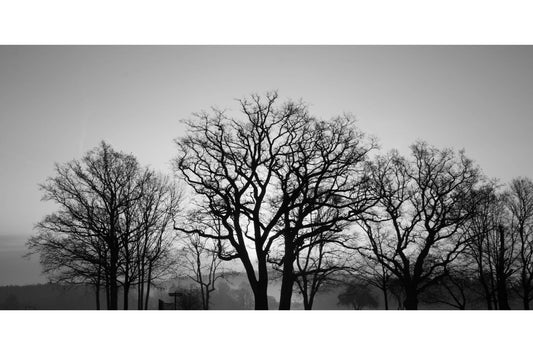 Black White Grey Trees Canvas Art Wall Picture Or Gloss Print