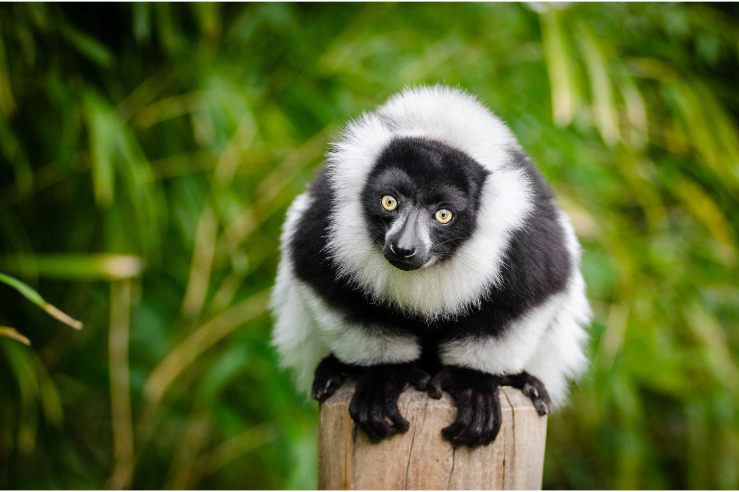 Black White Lemur Animal Wildlife Canvas Art Wall Picture Or Gloss Print