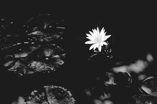 Black White Lonely Flower Canvas Art Wall Picture Or Gloss Print