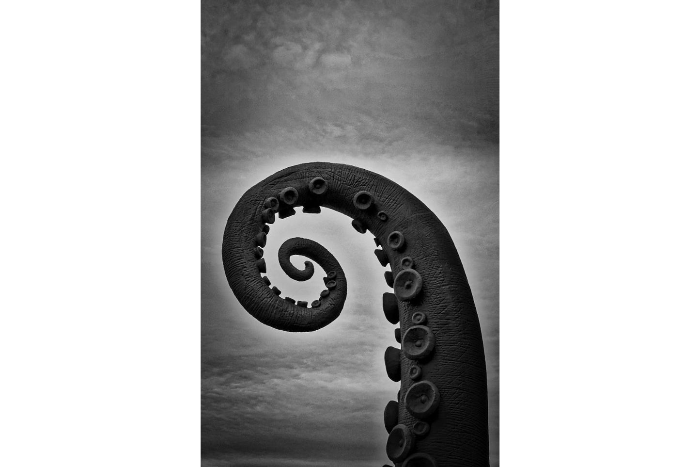 Black White Octopus Leg Canvas Art Wall Picture Or Gloss Print