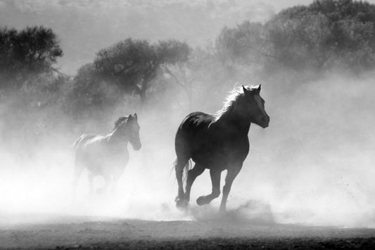 Black White Running Horses Animal Wildlife Canvas Art Wall Picture Or Gloss Print