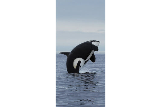 Black White Whale Sea Animal Wildlife Canvas Art Wall Picture Or Gloss Print