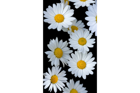 Black White Yellow Daisy Flowers Flower Canvas Art Wall Picture Or Gloss Print