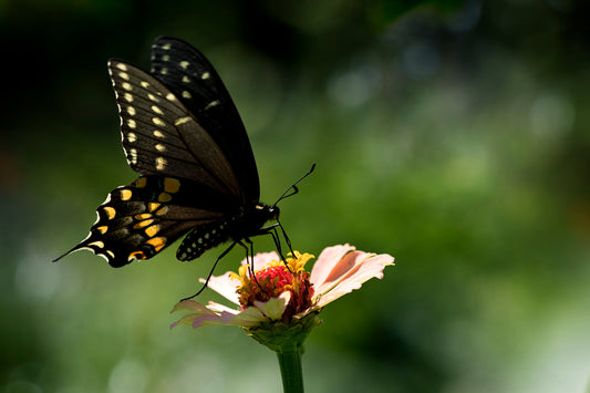 Black Yellow Butterfly Pink Flower Insect Canvas Art Wall Picture Or Gloss Print