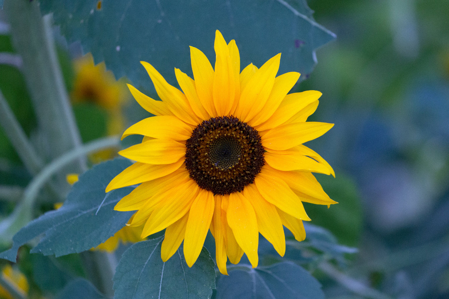 Bloom Sunflower Yellow Flowers Flower Canvas Art Wall Picture Or Gloss Print